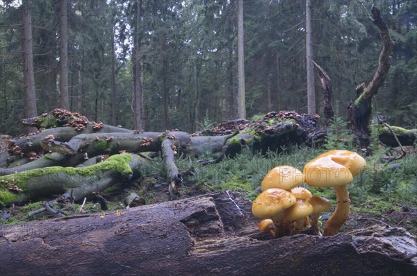 Golden Pholiota (Pholiota aurivella)