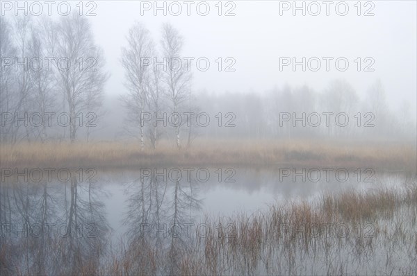 Fog in the Dutch bog of Bargerveen Nature Reserve