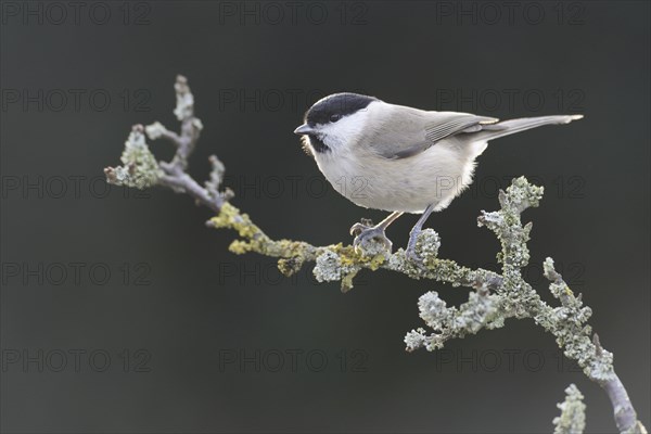 Marsh Tit (Poecile palustris)