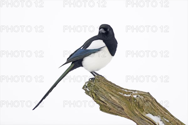 Magpie (Pica pica)