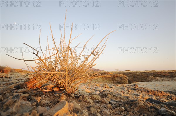 Shrub in the evening sun
