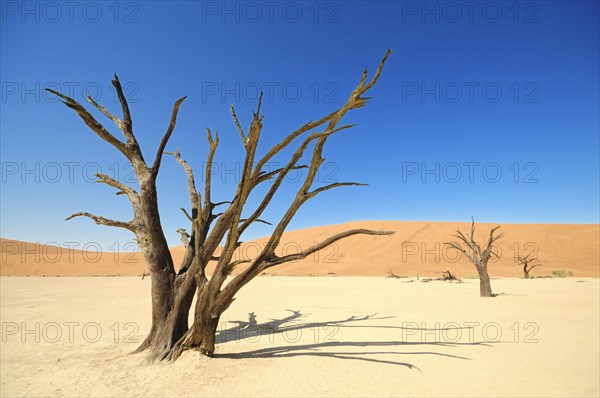 Dead trees on parched clay pan in front of red dunes