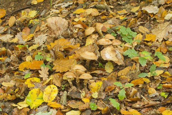 Yellow Honey Fungus (Armillaria mellea)