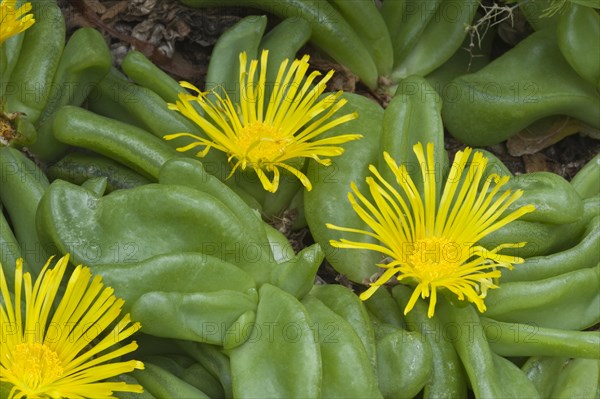Tongue-leaf (Glottiphyllum depressum)
