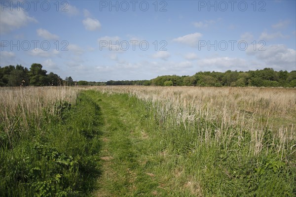 Path through reedbed in river valley fen habitat