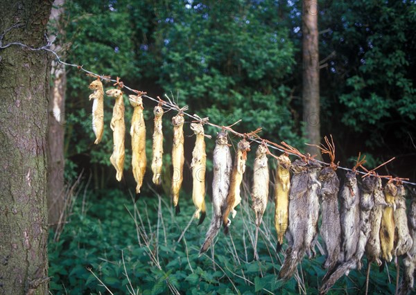 Dead animals