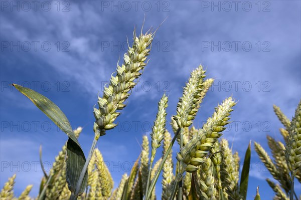 Wheat (Triticum aestivum) crop