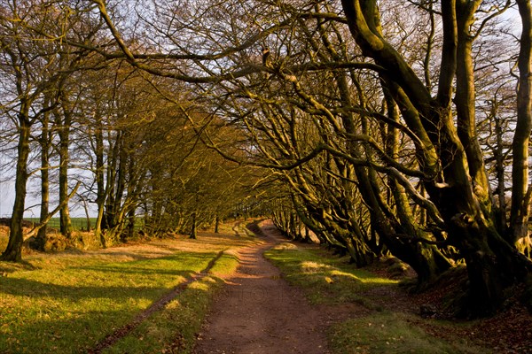 Common Beech (Fagus sylvatica)