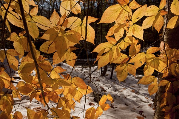 American Beech (Fagus grandifolia)