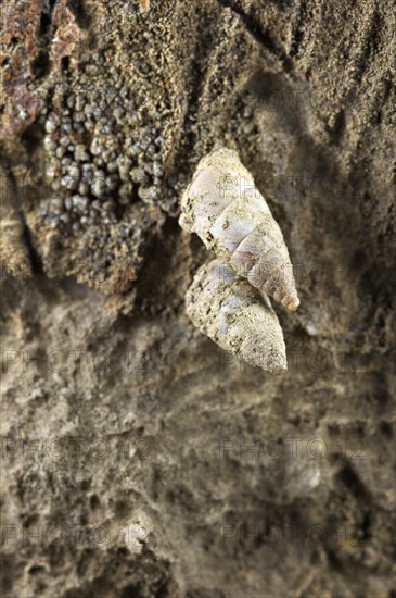Toffolettia striolata