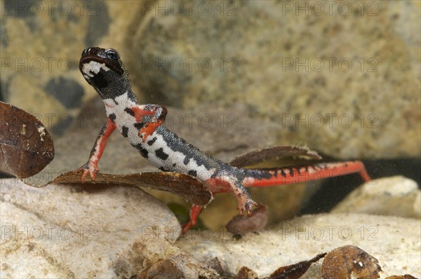 Northern Spectacled Salamander (Salamandrina perspicillata)