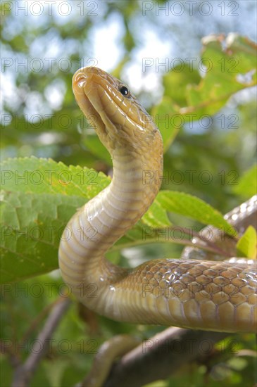 Aesculapian Snake (Zamenis longissimus)