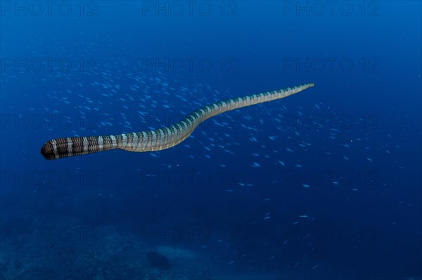 Banded Sea Krait (Laticauda colubrina)