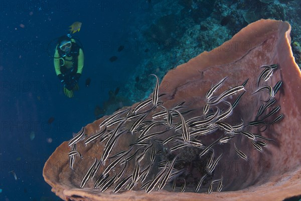Striped Catfish (Plotosus lineatus)