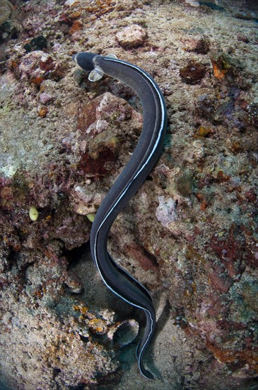 Dark-shouldered Snake-eel (Ophichthus cephalozona)