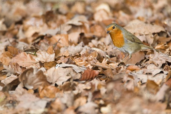 European Robin (Erithacus rubecula)