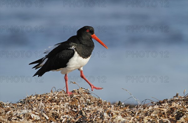 Pied Oystercatcher (Haematopus longirostris)