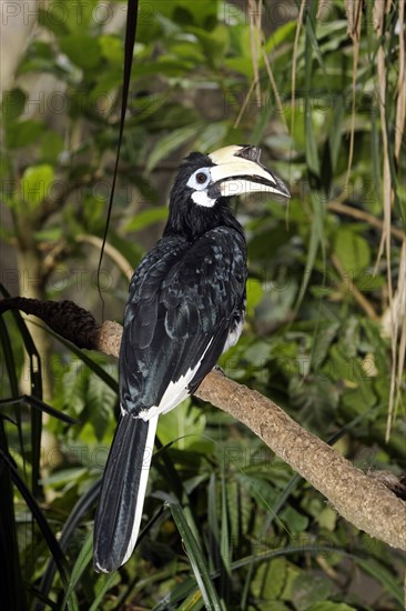 Oriental Pied Hornbill (Anthracoceros albirostris)