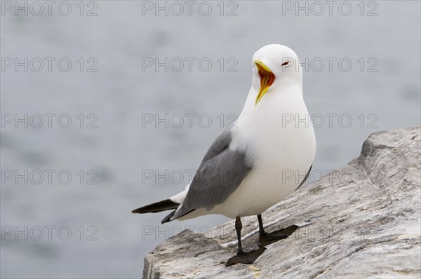 Black-legged Kittiwake (Rissa tridactyla)
