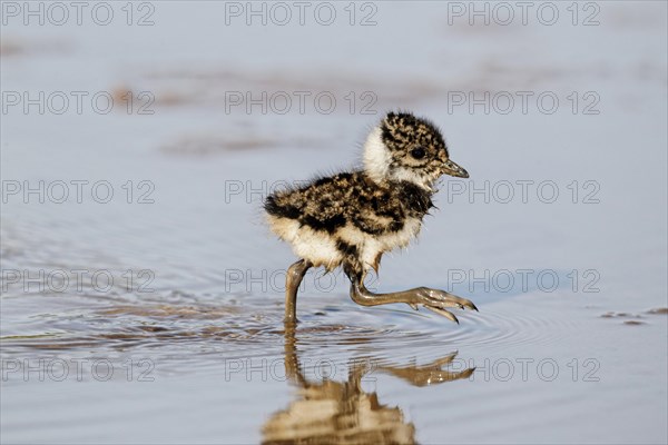 Northern Lapwing (Vanellus vanellus) chick