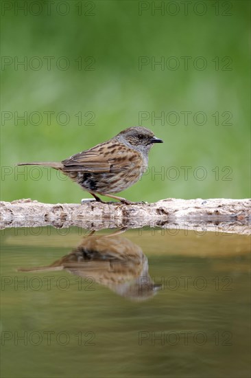 Dunnock (Prunella modularis)