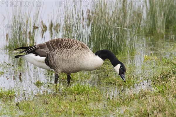 Canada Goose (Branta canadensis)