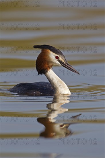 Great Crested Grebe (Podiceps cristatus)