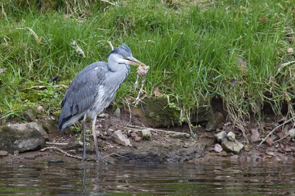 Grey Heron (Ardea cinerea)
