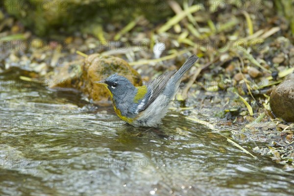 Northern Parula (Parula americana)