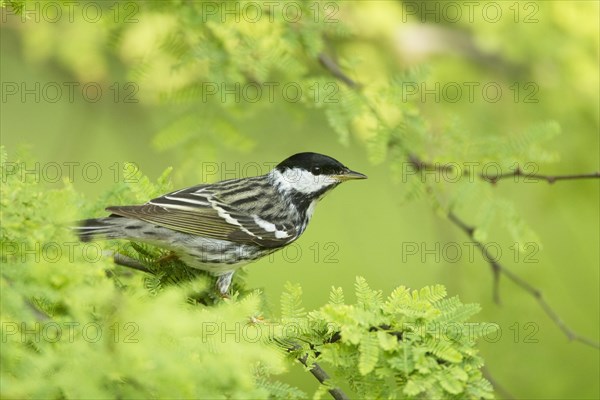 Blackpoll Warbler (Dendroica striata)