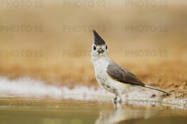 Black-crested Titmouse (Baeolophus atricristatus)