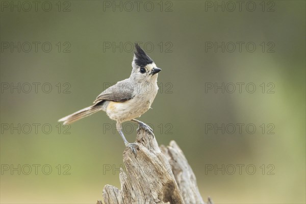 Black-crested Titmouse (Baeolophus atricristatus)