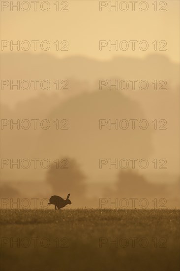 European Hare (Lepus europaeus)