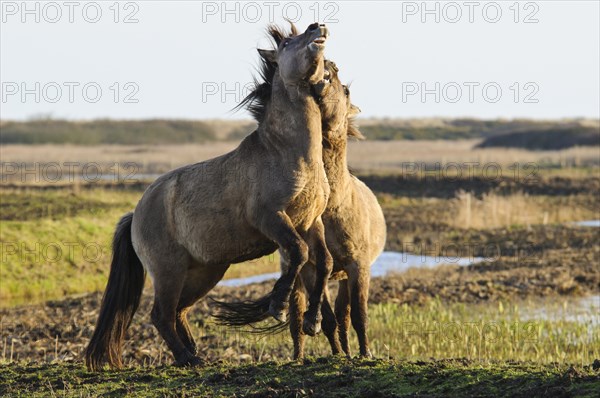 Konik Horse (Equus caballus gemelli)