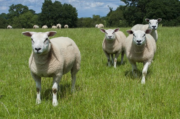 Domestic Sheep