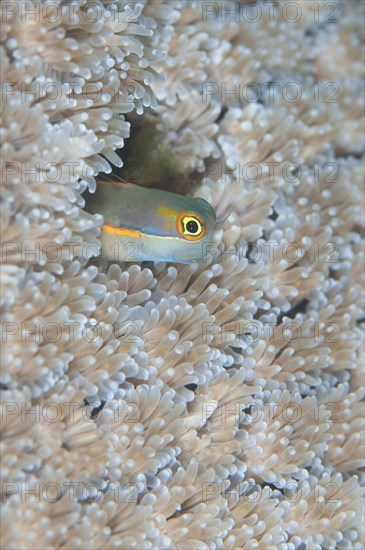 Tailspot Blenny (Ecsenius stigmatura)