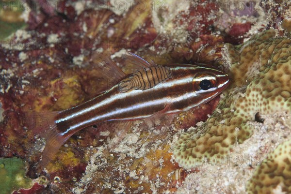 Blackstripe Cardinalfish (Apogon nigrofasciatus)
