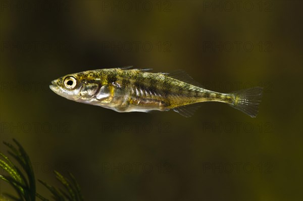 Three-spined Stickleback (Gasterosteus aculeatus)