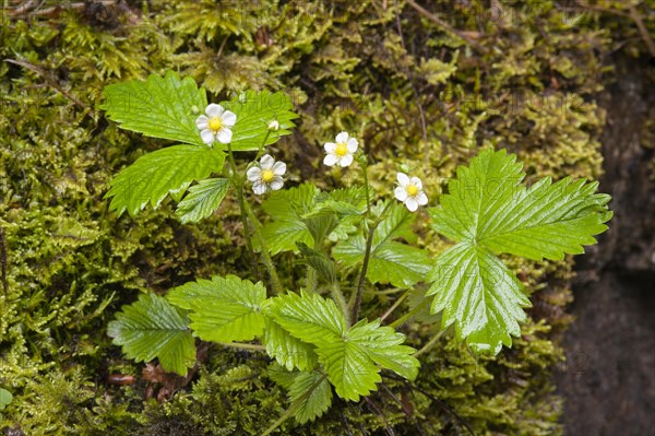 Wild Strawberry (Fragaria vesca)