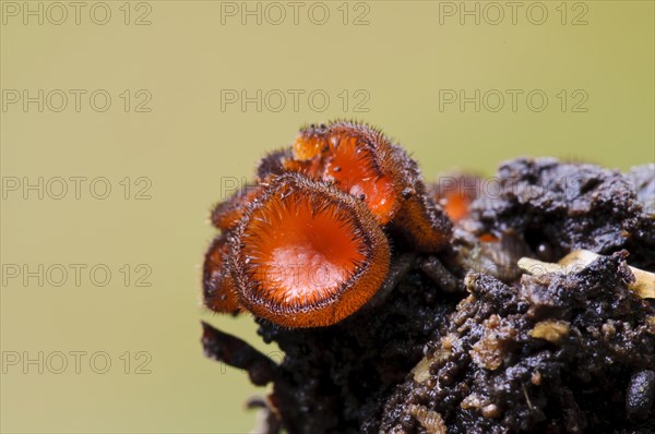 Eyelash Fungus (Scutellinia scutellata)