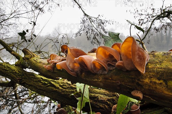 Jew's Ear Fungus (Auricularia auricula-judae)