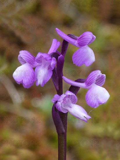 Champagne's Orchid (Orchis champagneuxii)