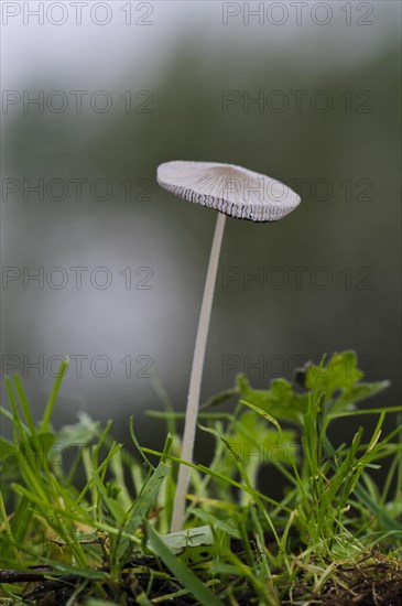 Hare's Foot Inkcap (Coprinus lagopus)