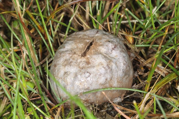 Grey Puffball (Bovista plumbea)