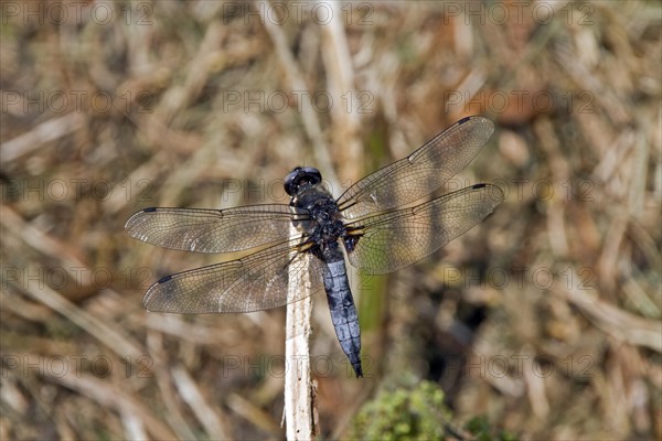 Mature male Scarce Chaser (Libellula fulva)