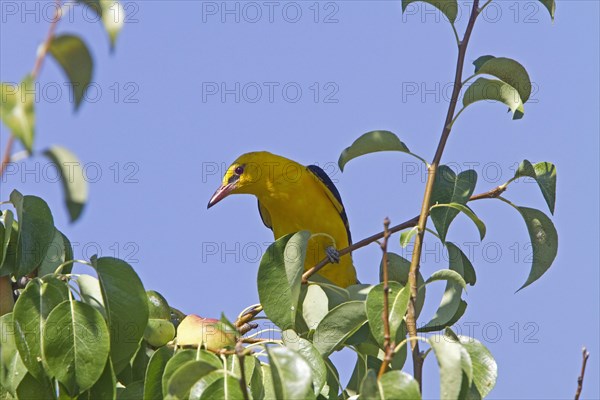 Golden Oriole (Oriolus oriolus)