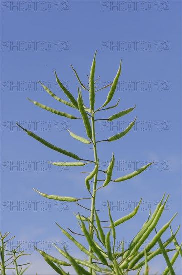 Oilseed Rape (Brassica napus)