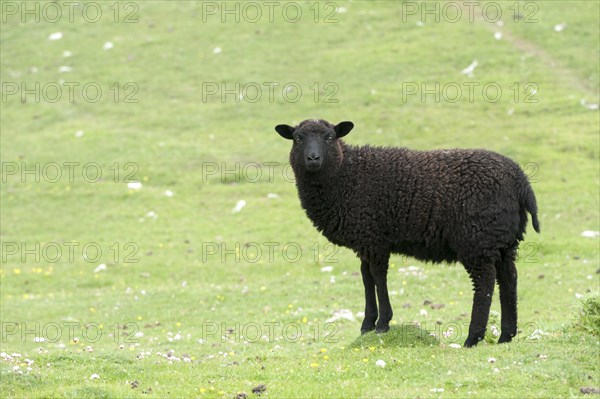 Black lamb on Buness