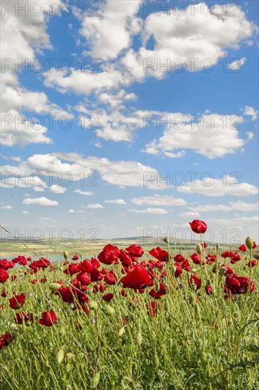 Field of Poppies (Papaver sp.)