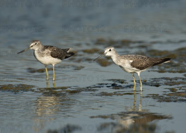 Common Greenshanks (Tringa nebularia)